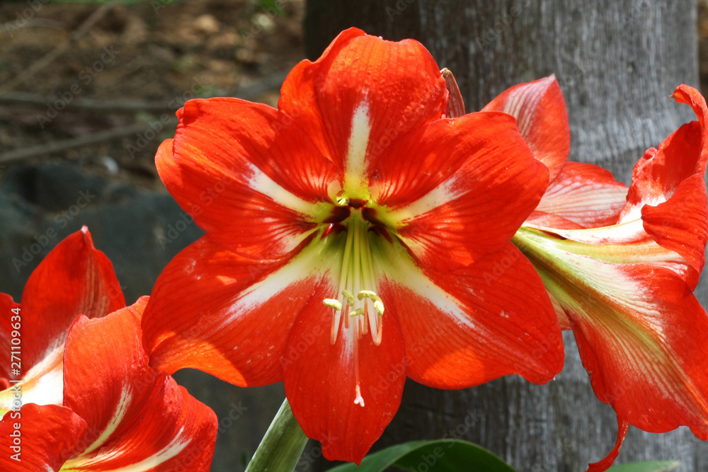 Amaryllis Amaryllis