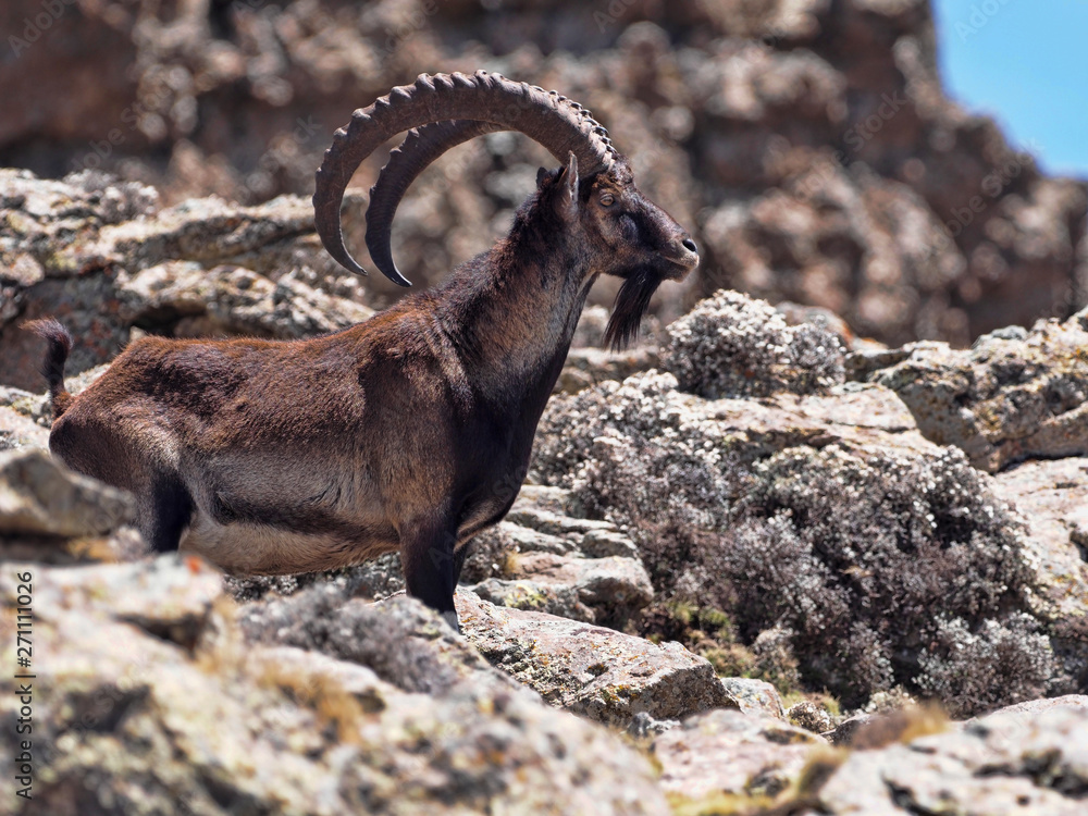 Capra walia, Walia ibex, is the rarest ibex, in the Simien Mountains of Ethiopia lives about 500 animals. Capra walia, Walia ibex, is the rarest ibex, in the Simien Mountains of Ethiopia lives about 500 animals.