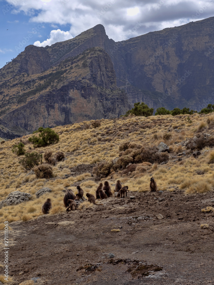 The Gelada group, Theropithecus gelada, feeds in the Simien Mountains National Park in Ethiopia. The Gelada group, Theropithecus gelada, feeds in the Simien Mountains National Park in Ethiopia.