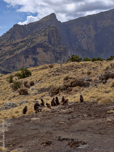 The Gelada group, Theropithecus gelada, feeds in the Simien Mountains National Park in Ethiopia.