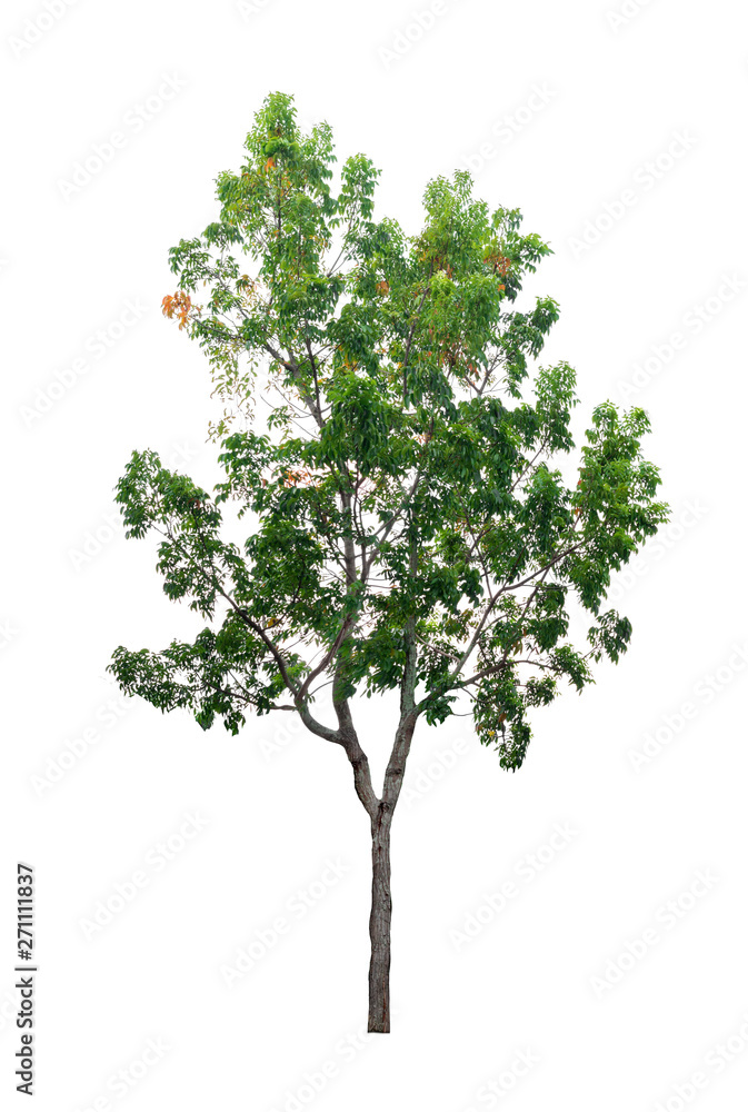 The tree isolated on white background. The tree isolated on white background.
