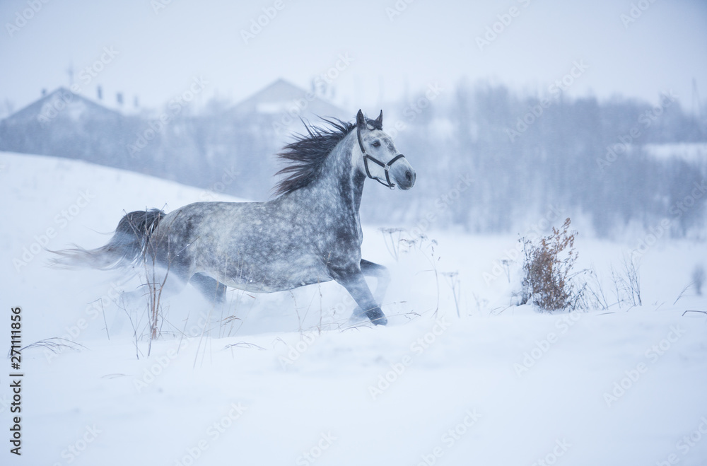 Beautiful gray horse in the winter fields Beautiful gray horse in the winter fields