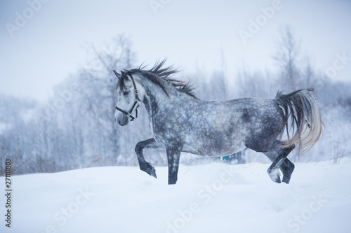 Beautiful gray horse in the winter fields