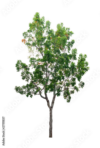 The tree isolated on white background.