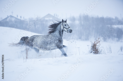 Beautiful gray horse in the winter fields