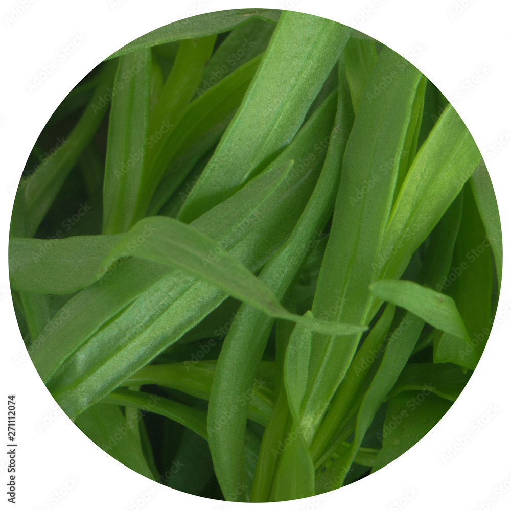 Fototapeta premium fresh green estragon background