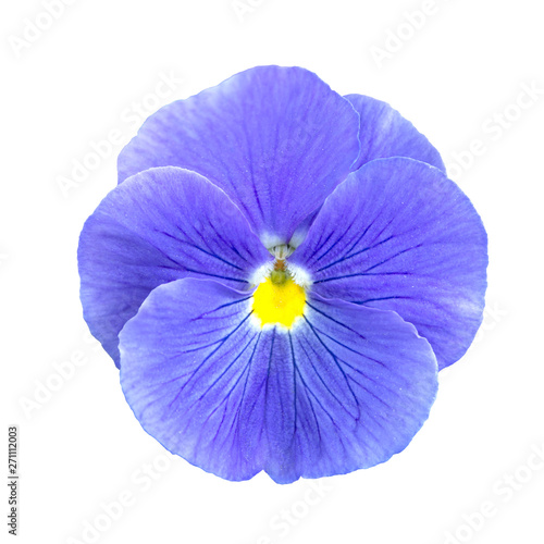 blue lilac Pansies flower isolated © Tetiana