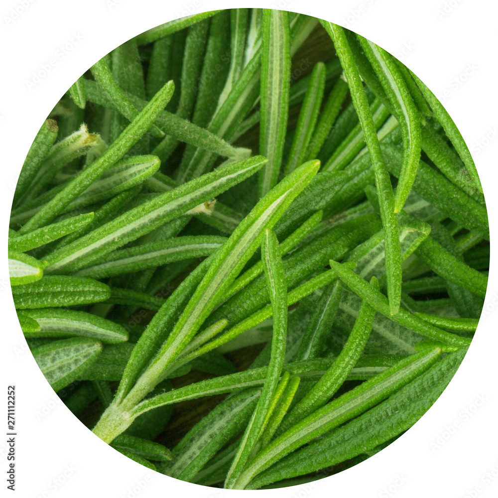 leaves of green fresh rosemary background leaves of green fresh rosemary background
