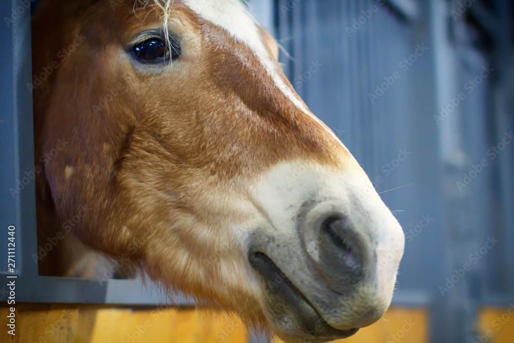 Fototapeta premium Head brown horse close-up. The foal stands in the pen and looks. Wooden stall for horses.