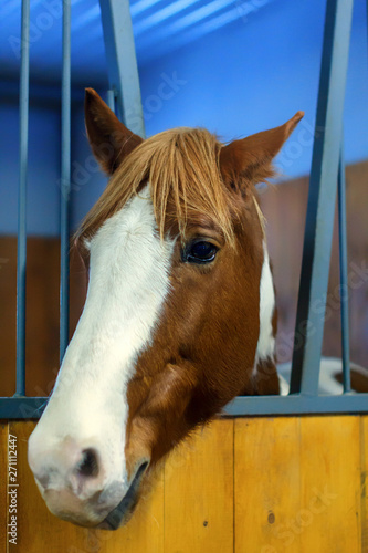 Head horse chestnut color of large plan. The foal stands in the pen and looks. Vertical photo.