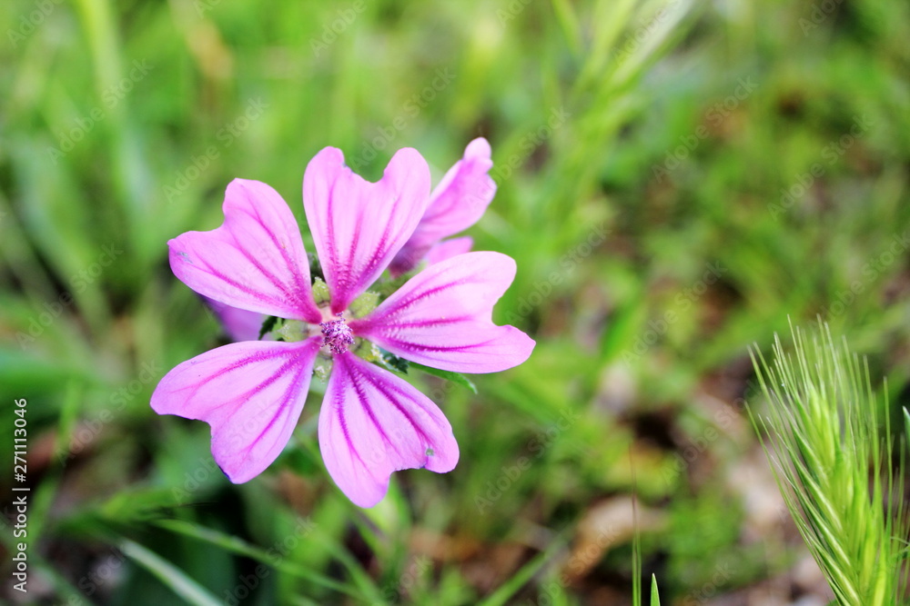 Purple Flower Purple Flower