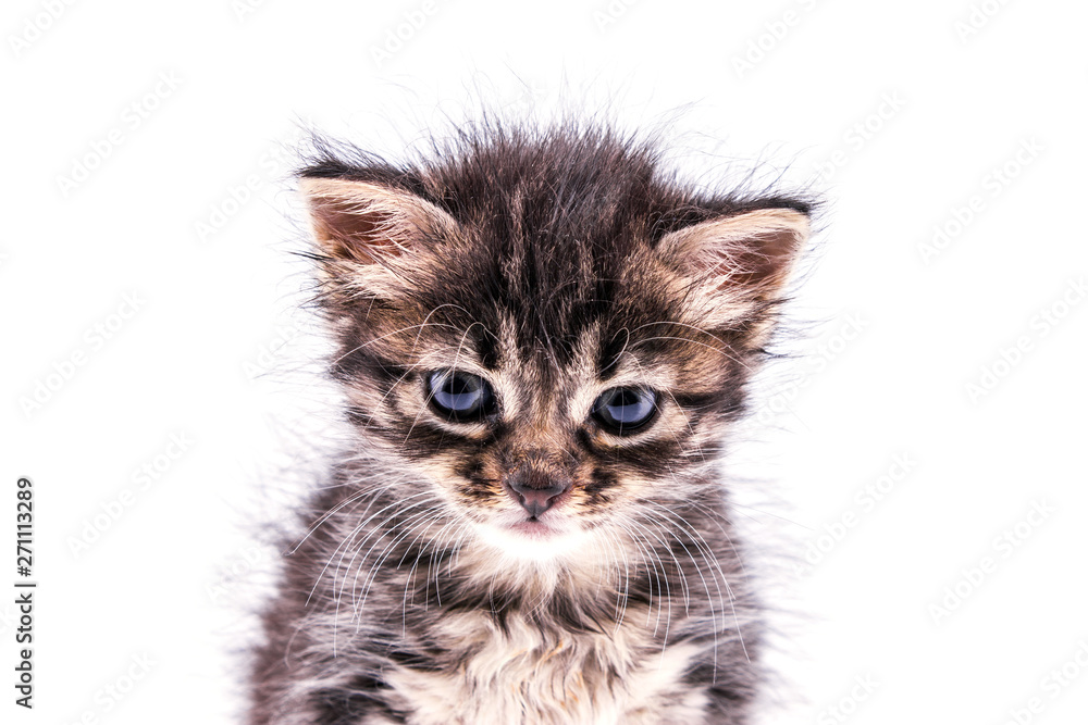 Beautiful fluffy tabby kitten with big blue eyes