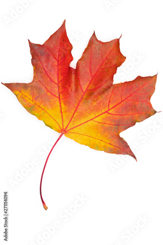 Red maple leaf on white background.