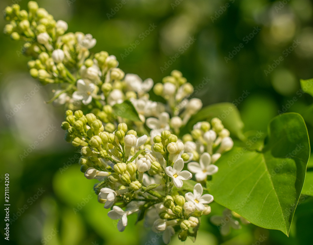 Branches of white lilac and green leaves. Blooming branch of lilac Branches of white lilac and green leaves. Blooming branch of lilac