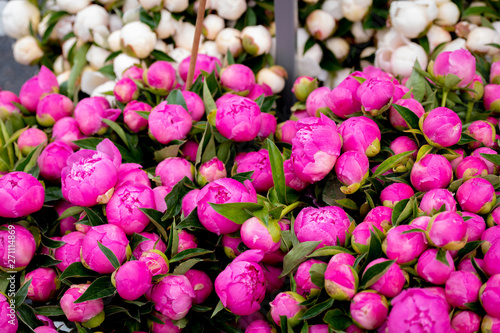 Peonies flowers with pink blooms and green leaves with water drops on them