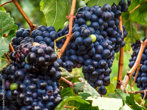 Close-up of bunches of ripe red wine grapes on vine with selective focus in São Francisco River Valley in southeast of Brazil