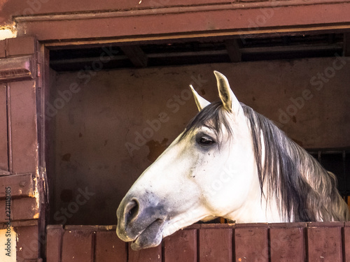 White horse in the stable in Brazil