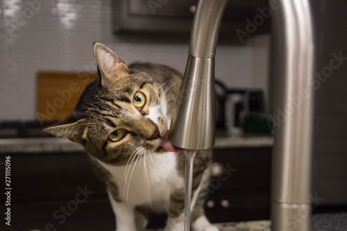 A cat drinking tapwater in the kitchen
