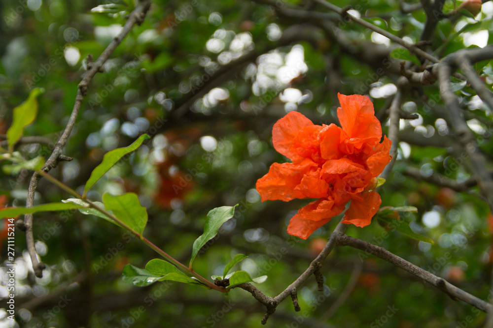 Pomegranate red blossom and green leaves on a branch Pomegranate red blossom and green leaves on a branch