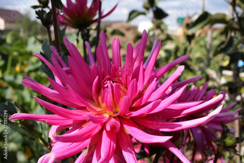 bright red decorative Dahlia flower in the garden