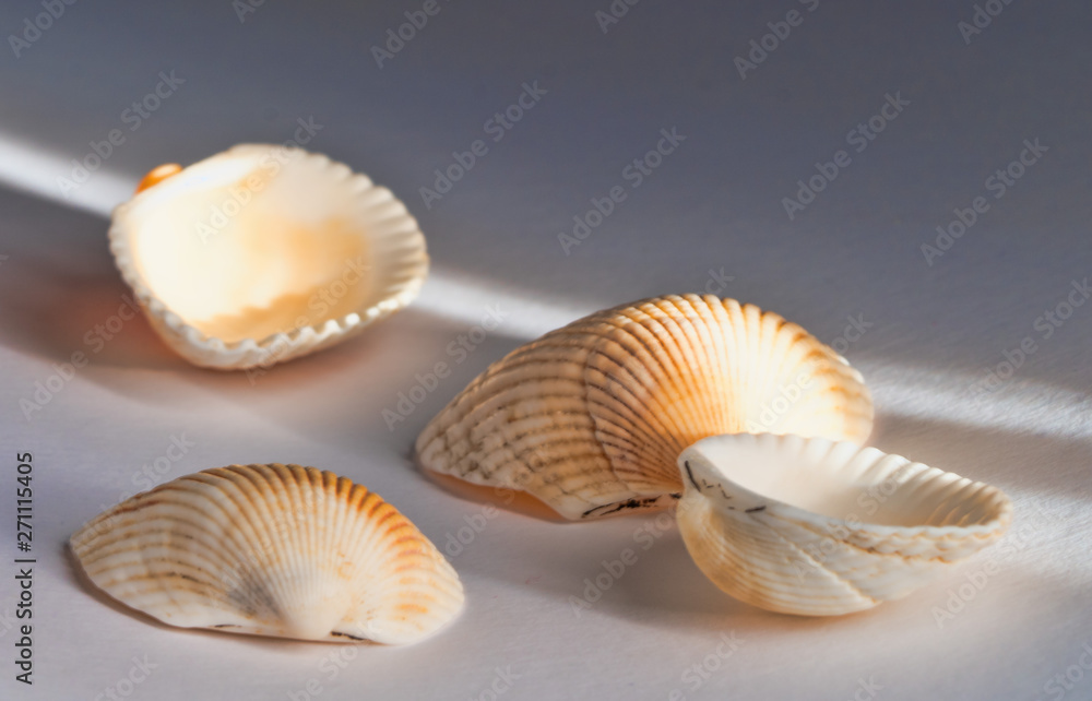 seashells on a beautiful background