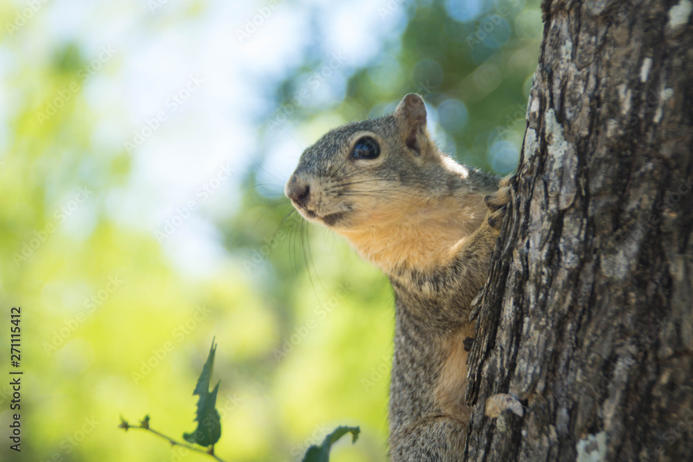 Cute squirrel on the tree in the park Cute squirrel on the tree in the park
