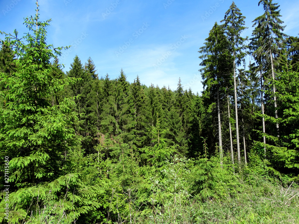 Der Wald im Hils bei Grünenplan