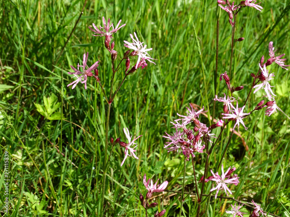 Blumen auf einer Wiese im Wald Blumen auf einer Wiese im Wald