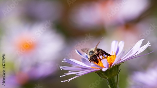 bee or honeybee sitting on flower