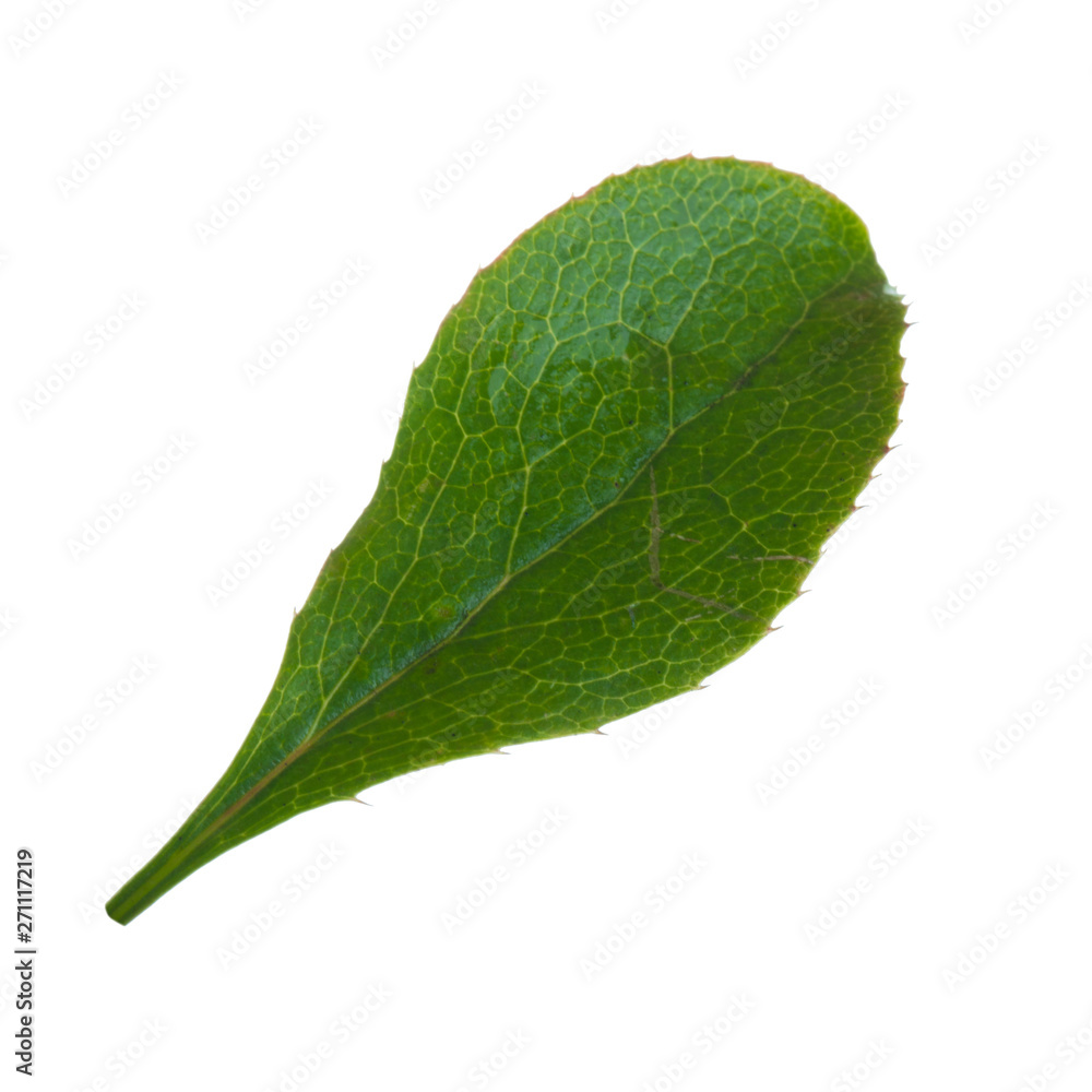 leaf of barberry isolated on white background leaf of barberry isolated on white background