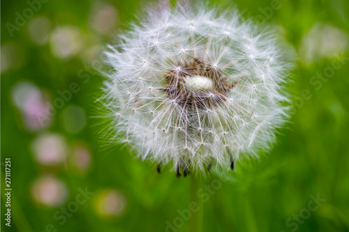 Pusteblume macro Nahaufnahme