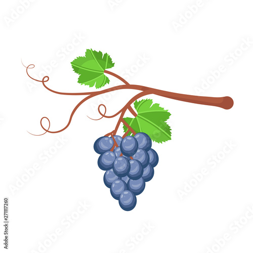 Ripe grape vector illustration