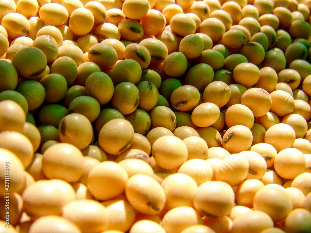 Brazilian soybean seeds background with selective focus Brazilian soybean seeds background with selective focus