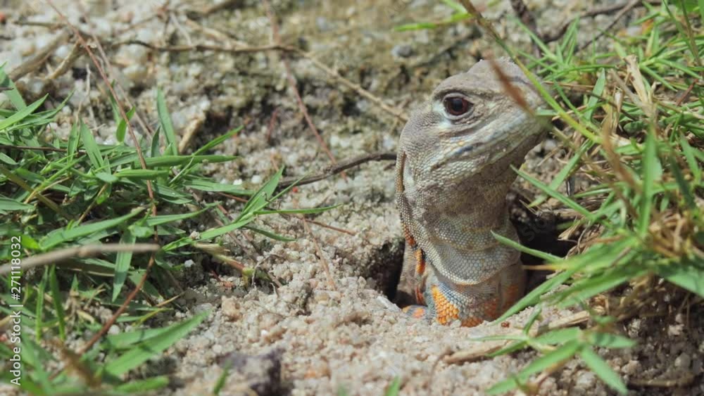 A close up of a butterfly lizard in the wild with its head emerged from the ground. A close up of a butterfly lizard in the wild with its head emerged from the ground.