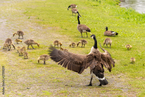 Adult Canadian goose looking after many goslings