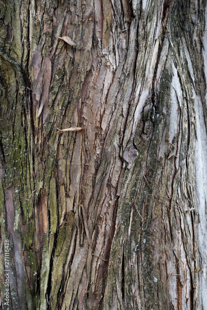 Natural Textures Tree Bark