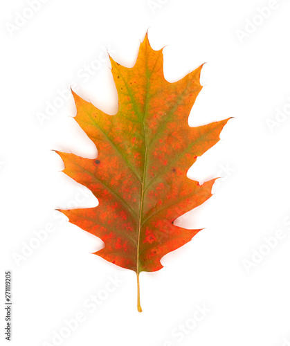 Oak leaf dry multicolored