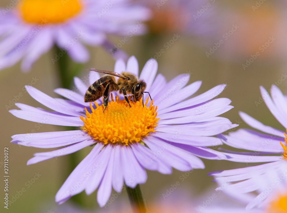 bee or honeybee sitting on flower bee or honeybee sitting on flower
