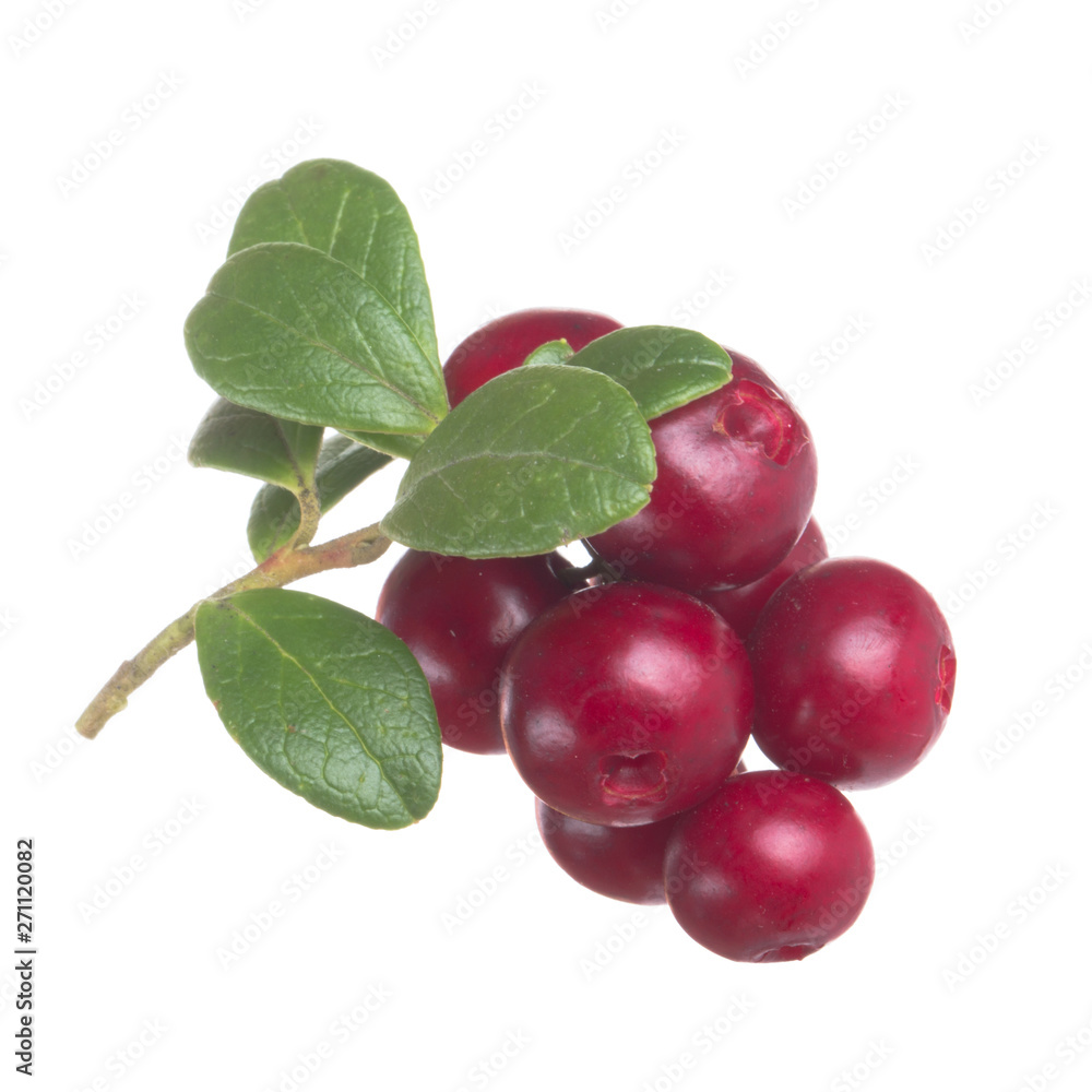 Cowberry Lingonberry (Vaccinium vitis-idaea) isolated on white background Cowberry Lingonberry (Vaccinium vitis-idaea) isolated on white background