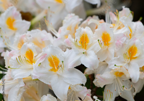 white rhododendron flowers in the garden