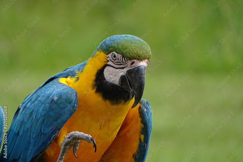 Beautiful blue and yellow macaws at the zoo