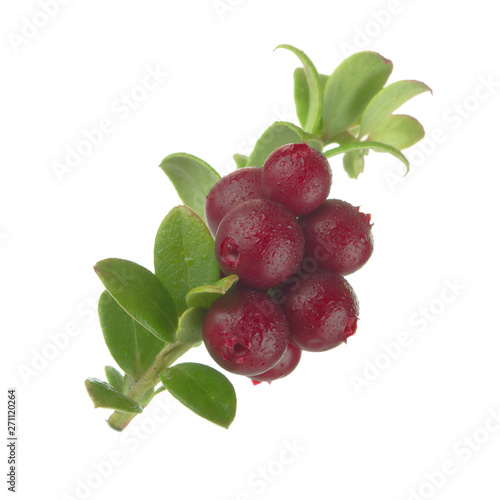 Cowberry Lingonberry (Vaccinium vitis-idaea) isolated on white background