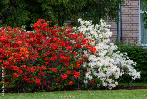 Fototapeta Naklejka Na Ścianę i Meble -  rhododendron flowers large bushes red and white in the garden