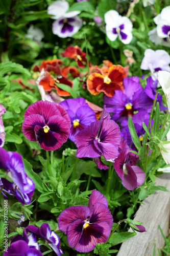 Multicolored pansies on the flower bed on a sunny day