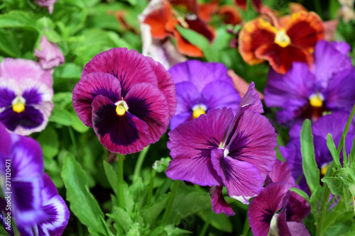 Multicolored pansies on the flower bed on a sunny day