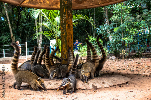 South American Coati, Nasua nasua on park in Brazil photo