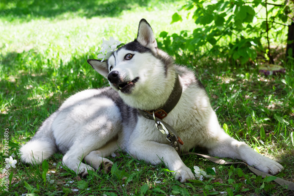 Funny grey and white Husky dog with white flowers on its head on a grass in a park.
