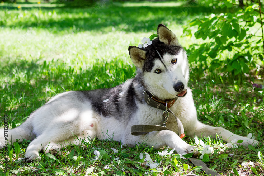 Funny grey and white Husky dog with white flowers on its head on a grass in a park on a sunny day. Funny grey and white Husky dog with white flowers on its head on a grass in a park on a sunny day.