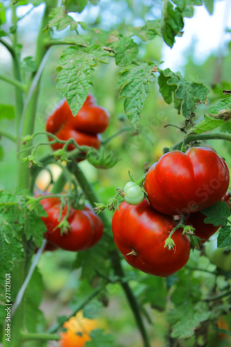 Помидоры, томаты на ветке