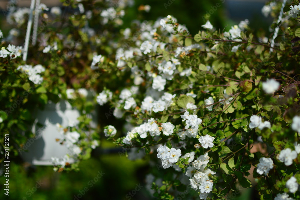 white flowers of a tree in spring white flowers of a tree in spring